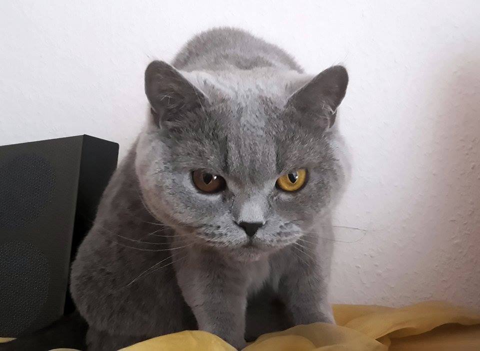 Viel TamTamn um nichts